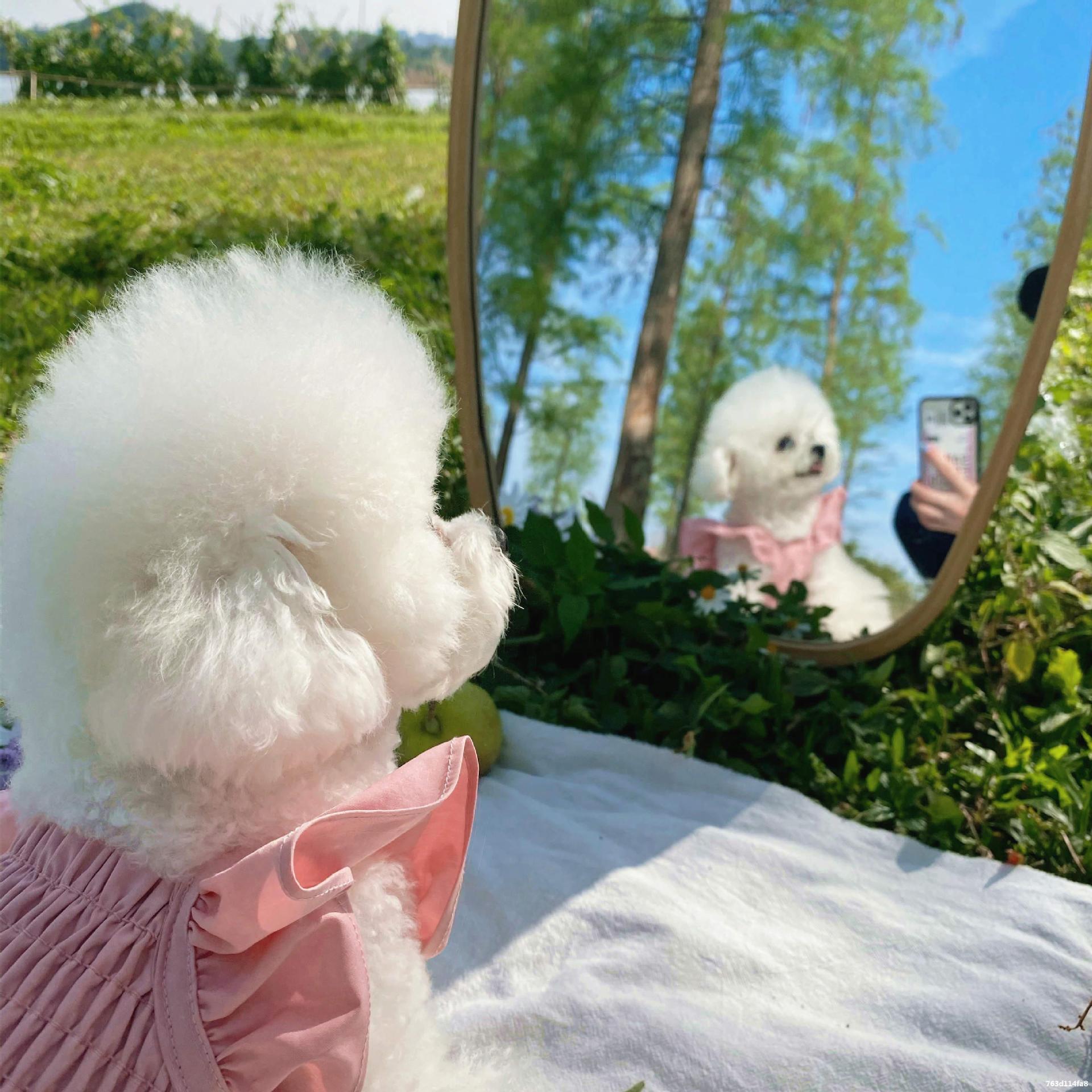 萌白白熊宠物韩版衣服薄款秋季裙子小型犬比熊泰迪约克夏马尔济斯