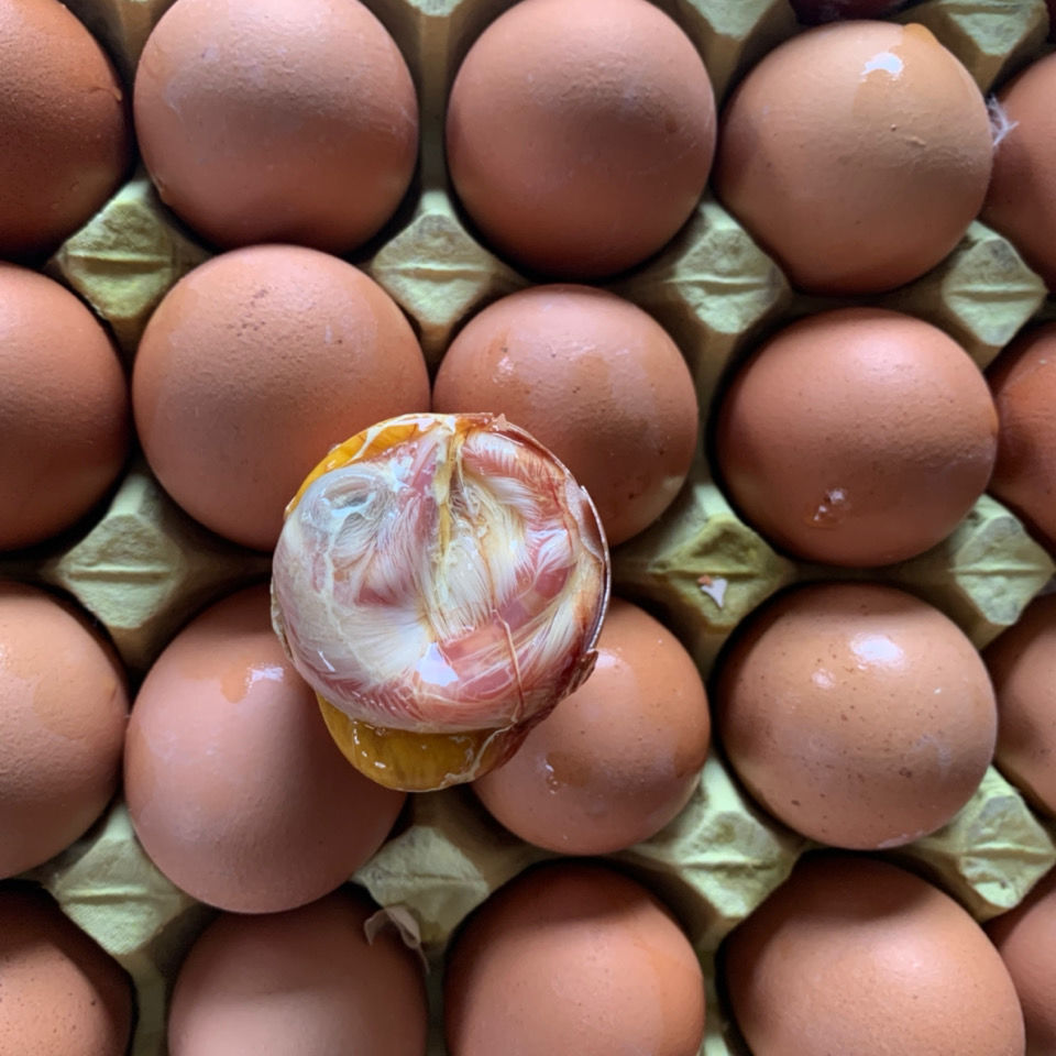 40枚批发13天农家新鲜毛蛋鸡胚蛋毛鸡蛋喜蛋旺鸡蛋活珠子蛋