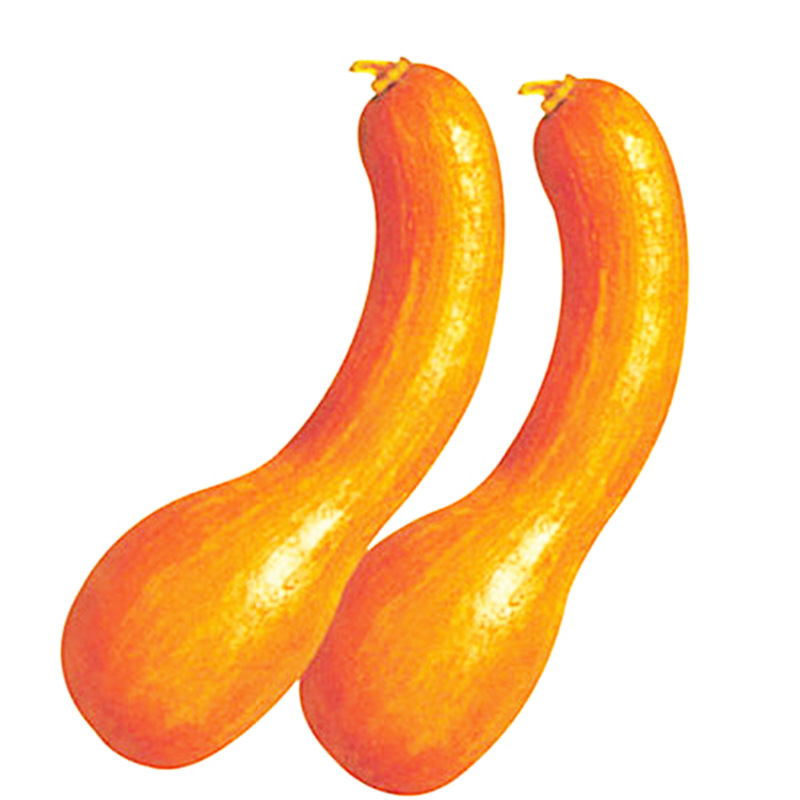 金钩南瓜种子 黄狼南瓜 家庭阳台种菜盆栽 密本南瓜易种蔬菜籽-阿里巴