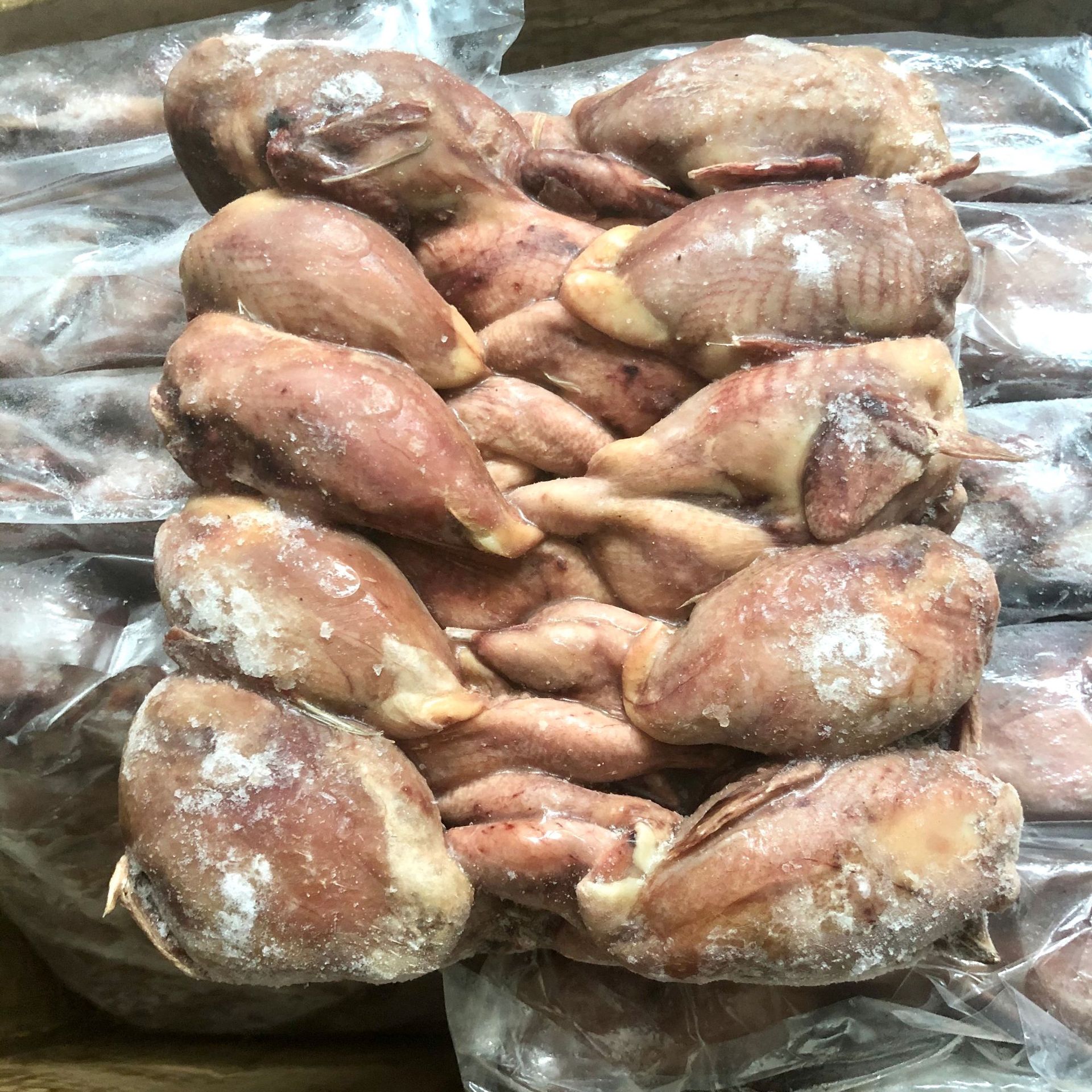 鹌鹑 白条鹌鹑 鹌鹑鸟 冷冻活杀鹌鹑肉鹌鹑仔 生肉制品1箱100只