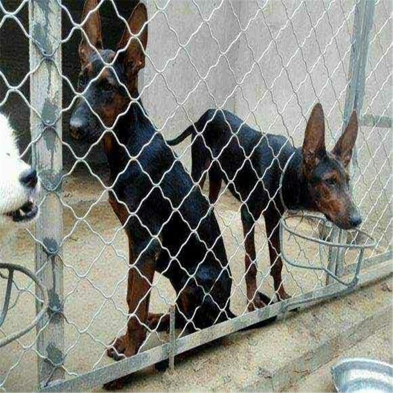 纯种苏联红莱州红犬幼犬活体看家护院大型莱州红狼犬聪明听主人话
