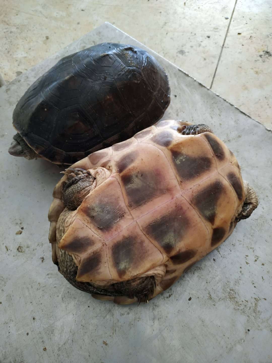 绿线草龟 草龟 煲汤草龟 酒店煲汤好食材