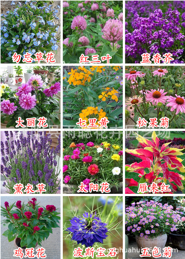 各种花卉种子太阳花薄荷满天星百日草好养凤仙花波斯菊种子
