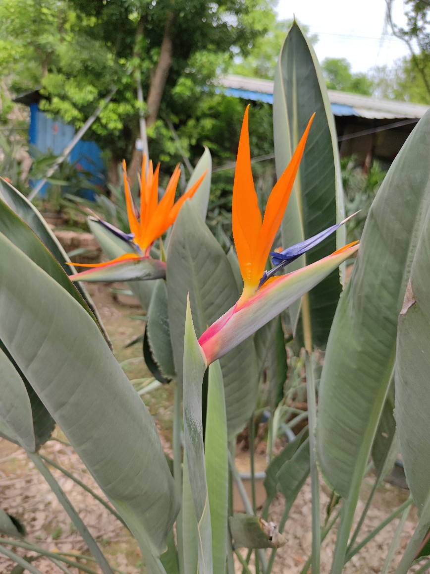 207供应鹤望兰115米高大盆栽极乐鸟花天堂鸟庭院花园花镜