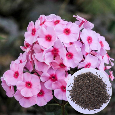 安徽丛生福禄考花海小苗 盆栽观赏 玫红色 白色福禄考营养钵苗