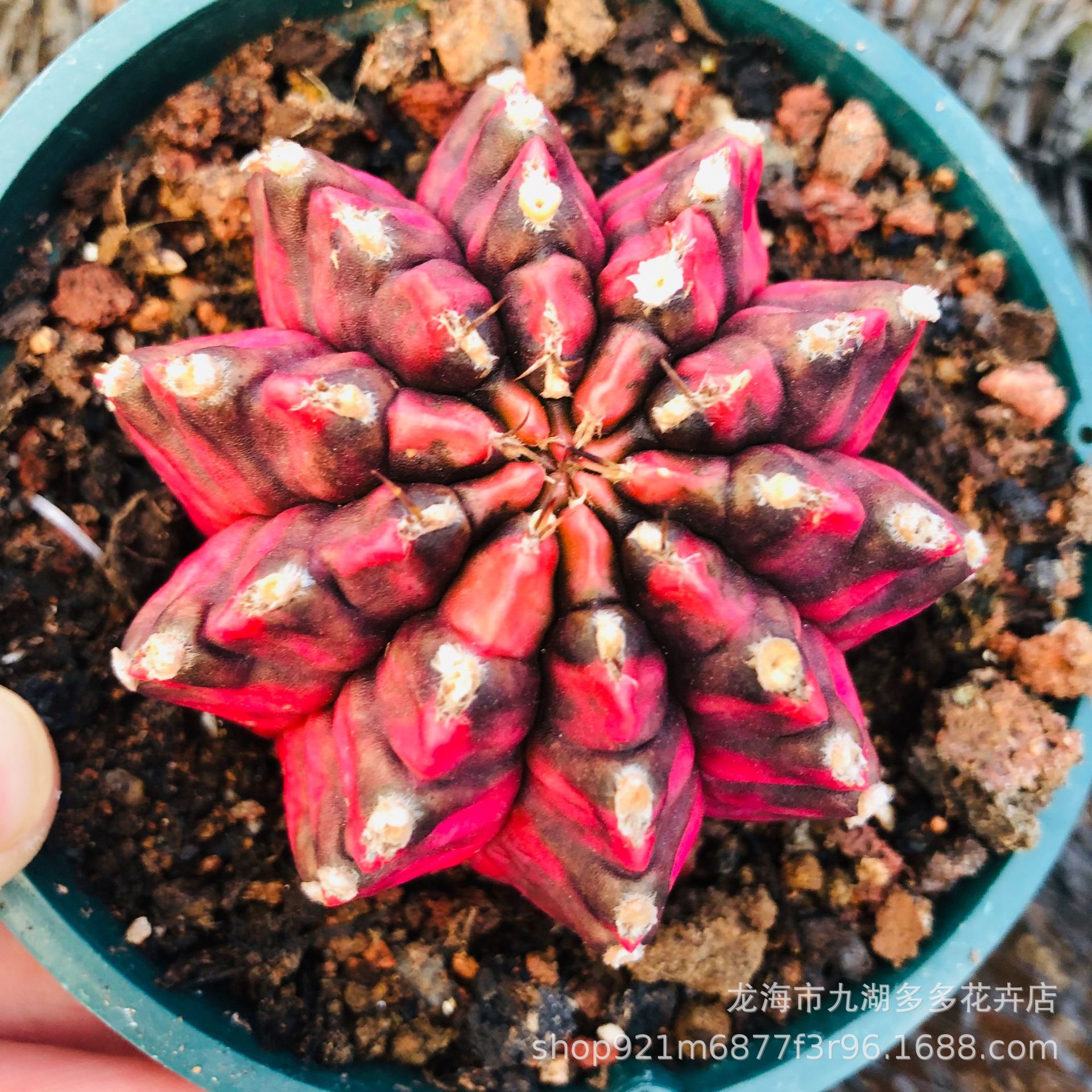 仙人球 精品光辉牡丹锦 自根 侧芽长的 6cm左右,独特几何花纹