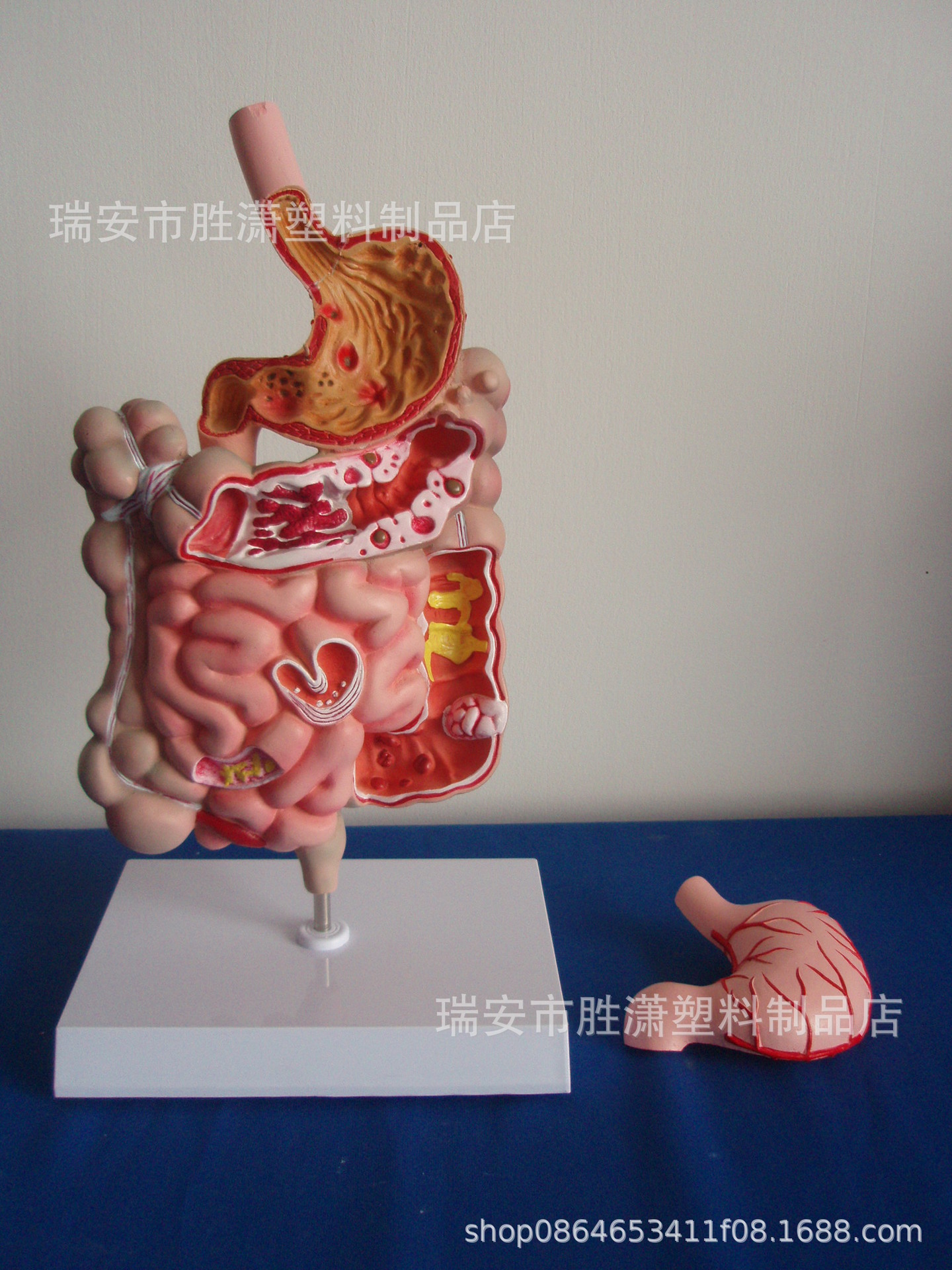 大肠模型直肠十二指肠内脏胃解剖构造模型 人体消化系统解剖模型