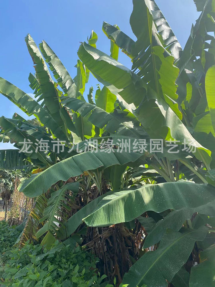 芭蕉树报价 香蕉树香蕉树移植 承接绿化工程订单 基地直供