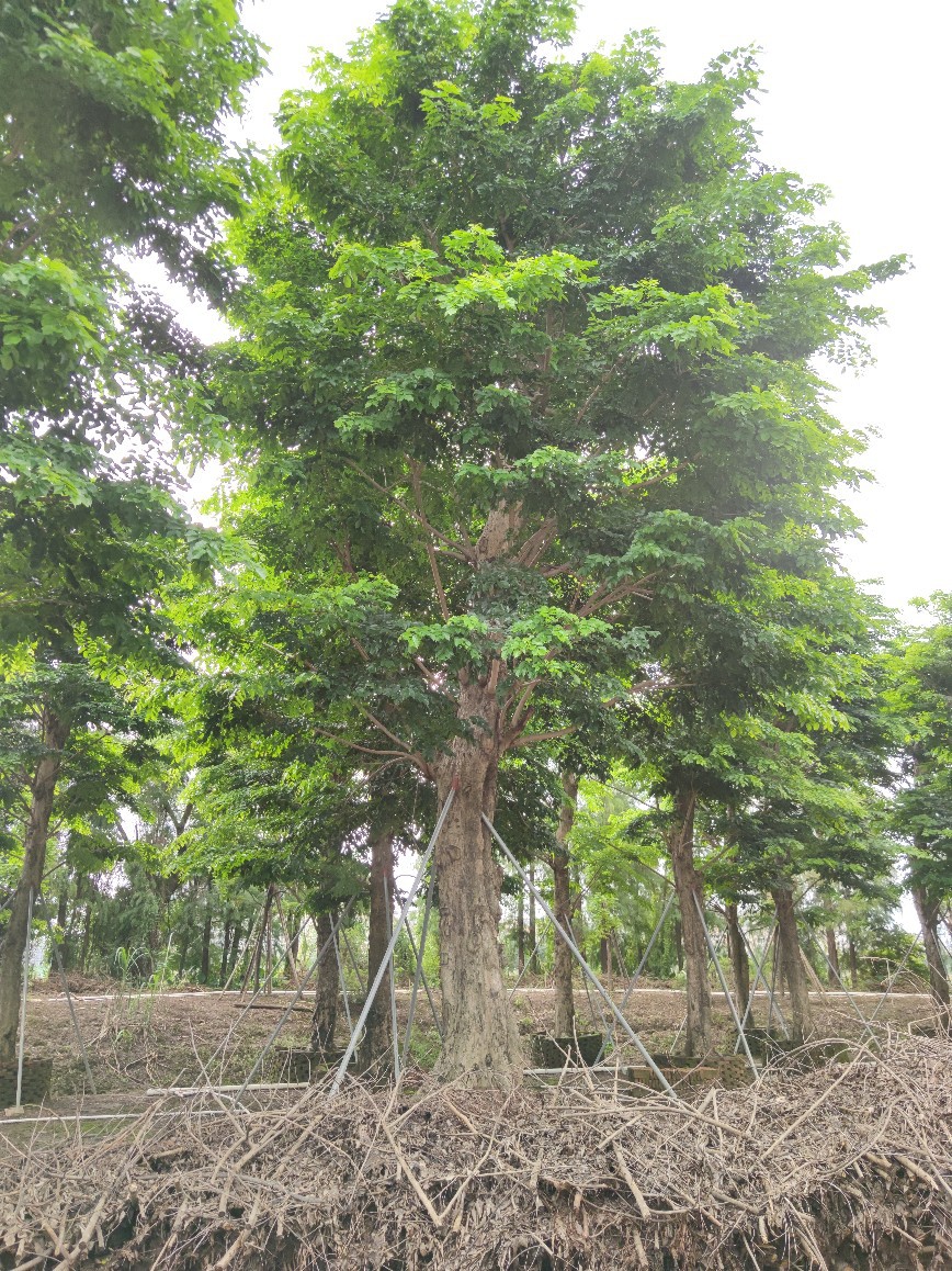 904基地直销 印度紫檀 30-50cm大树假植苗 紫檀木