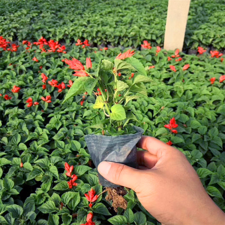 节日时令草花串红青州一串红基地 厂家批发草花一串红苗质量