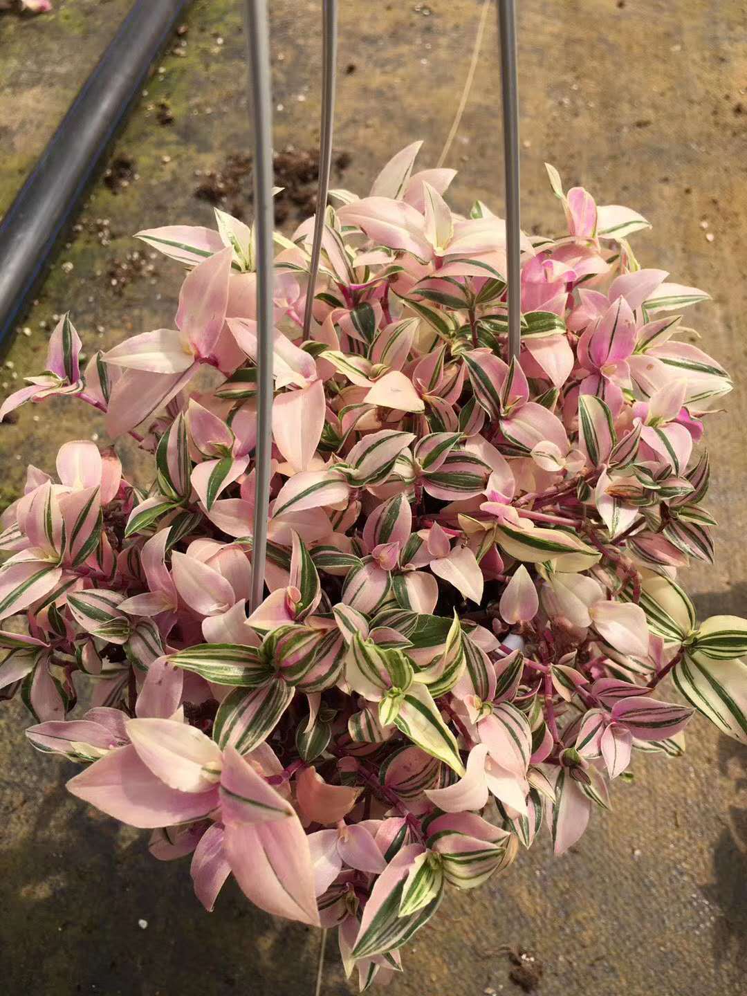 基地直供 新品婚礼吊兰花卉盆栽植物 居家绿植盆栽 180婚礼吊兰锦