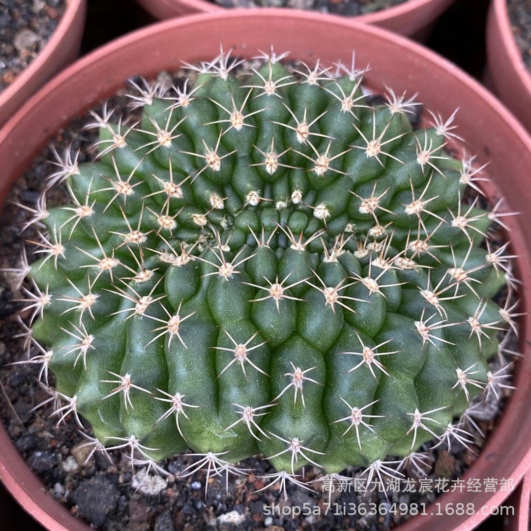 仙人球批发 实生翠晃冠缀化,6-7公分,防辐射小盆栽,多肉植物
