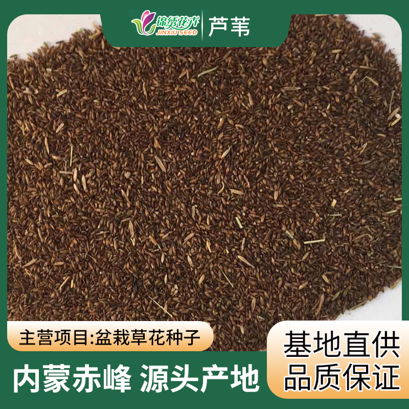 批发水生植物芦苇种子盐碱地治理河道治理净化净籽