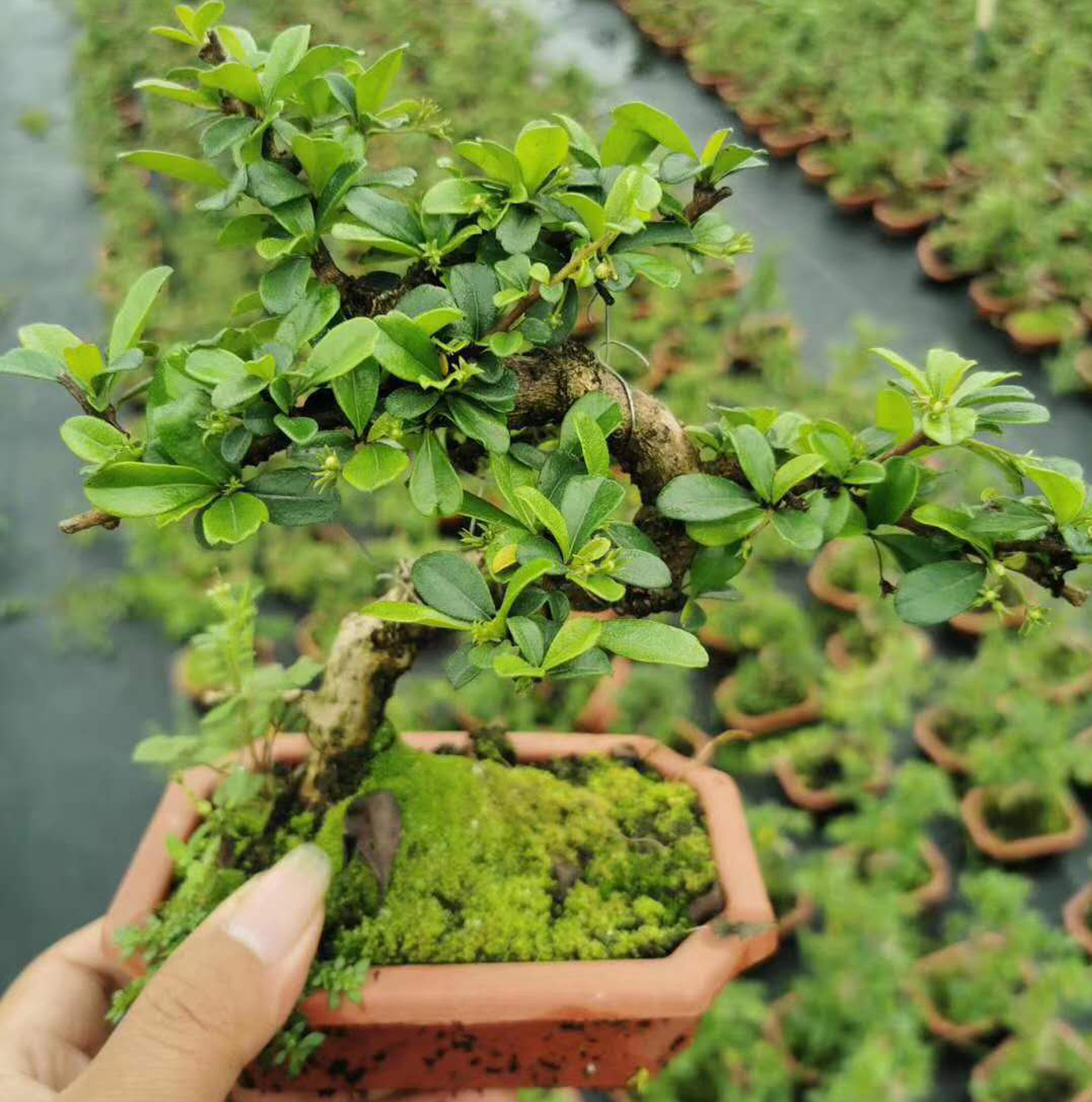 【基地直供】造景盆景室内外花卉植物盆栽绿植15公分造型福建茶