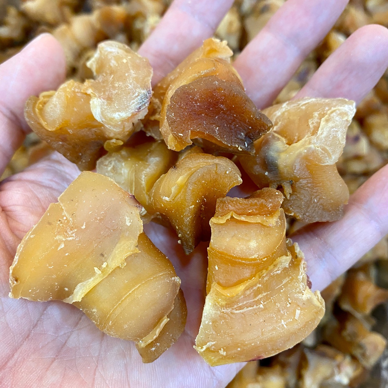 红螺头海螺肉干 酒店食材批发海鲜干货500g