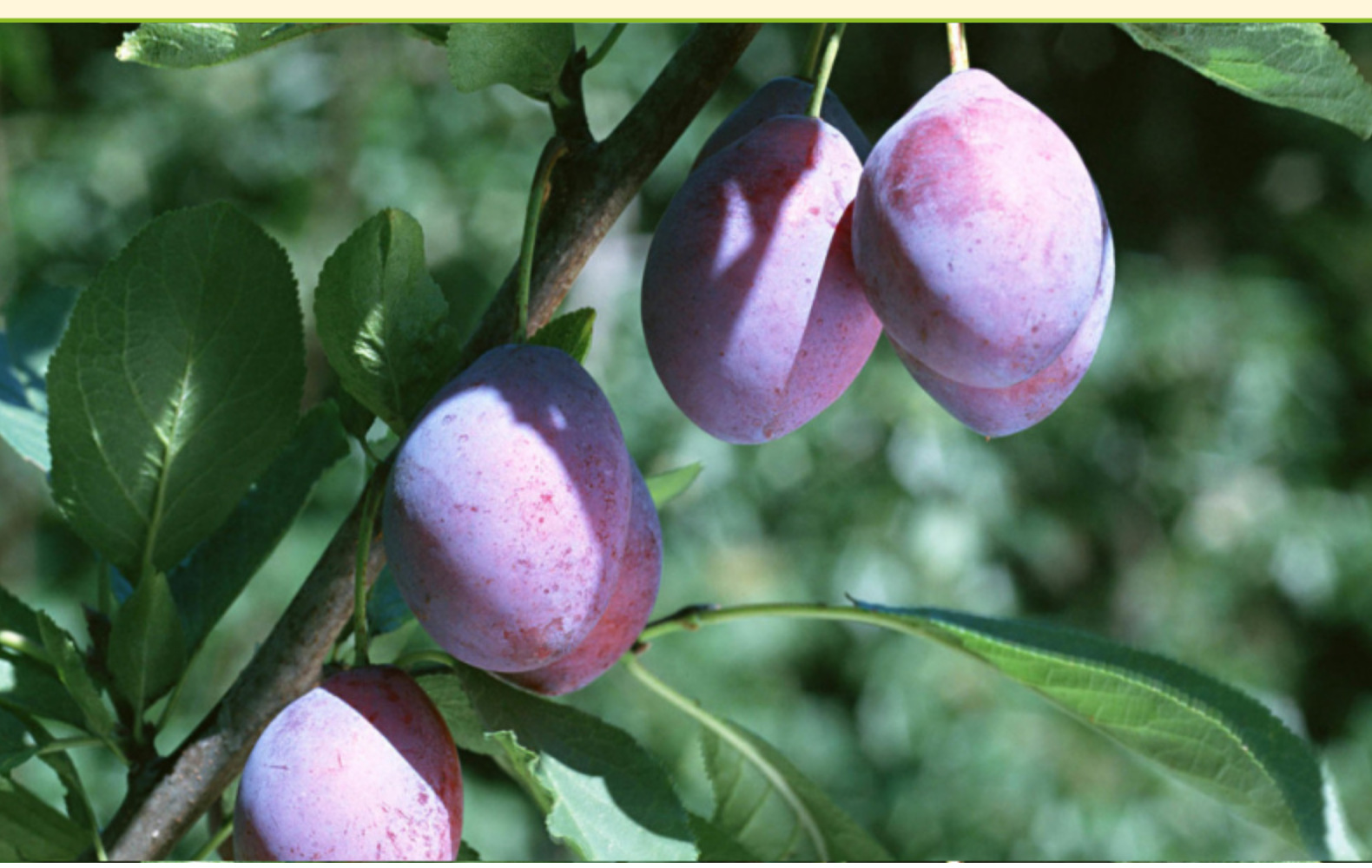 批发香港金冠爱莱客加州西梅210g罐装酸甜蜜饯果脯果干风干酸乌梅