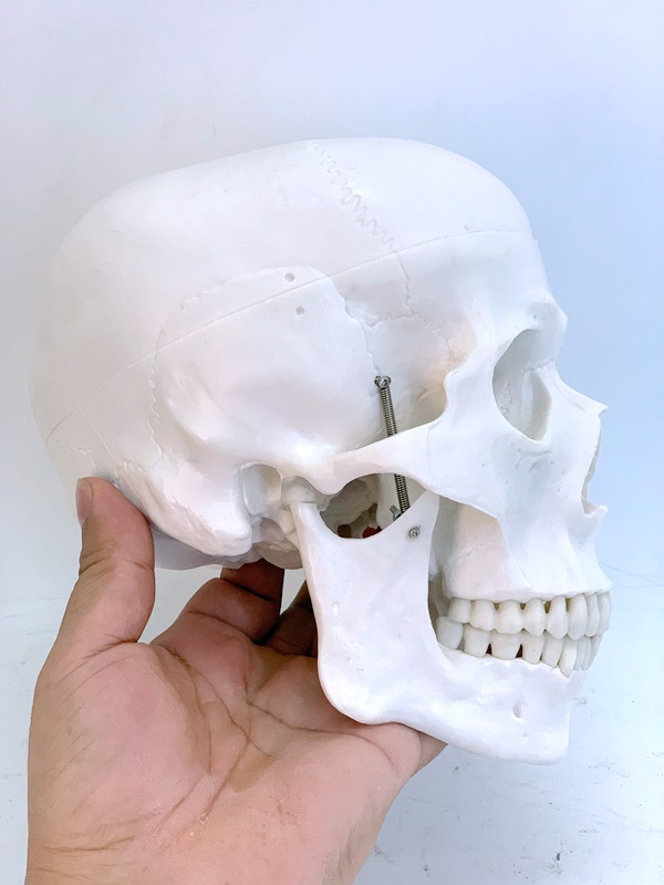 人体头骨模型骷髅带眼珠人骨头头颅骨骨骼教具影视搞怪玩具素描