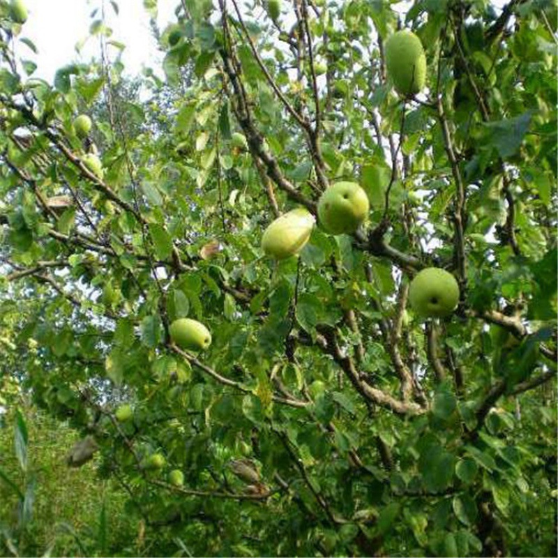 散装木瓜树种子 海南红心木瓜种子牛奶木瓜籽 树上熟薄皮多汁批发