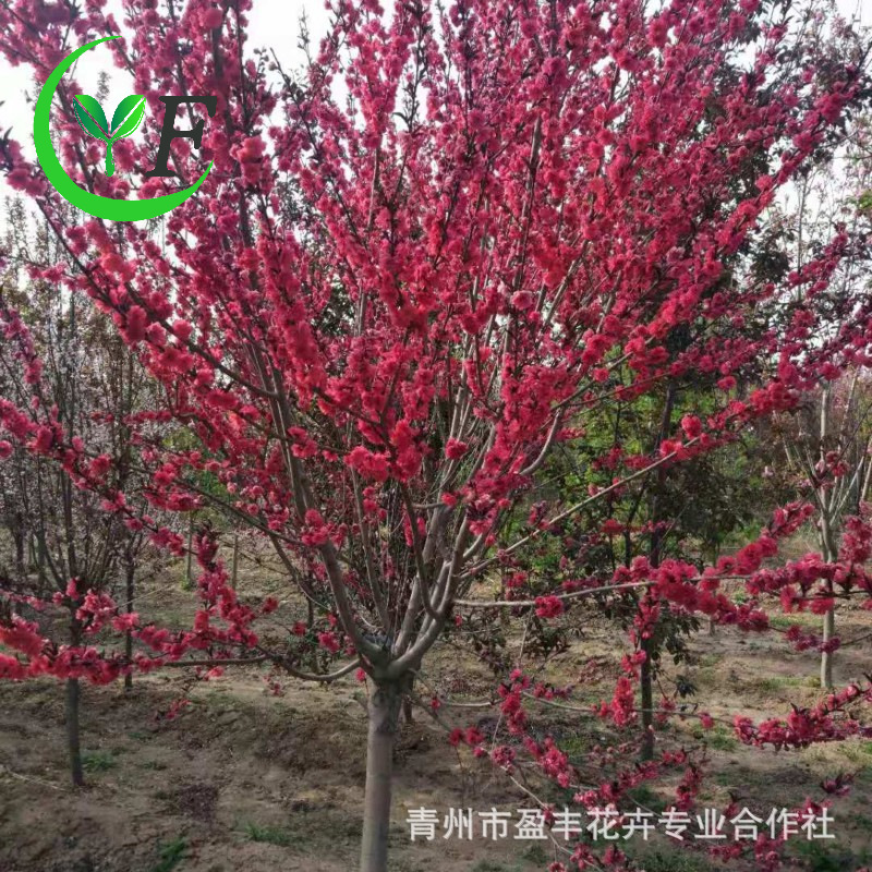 东北地区绿化苗木