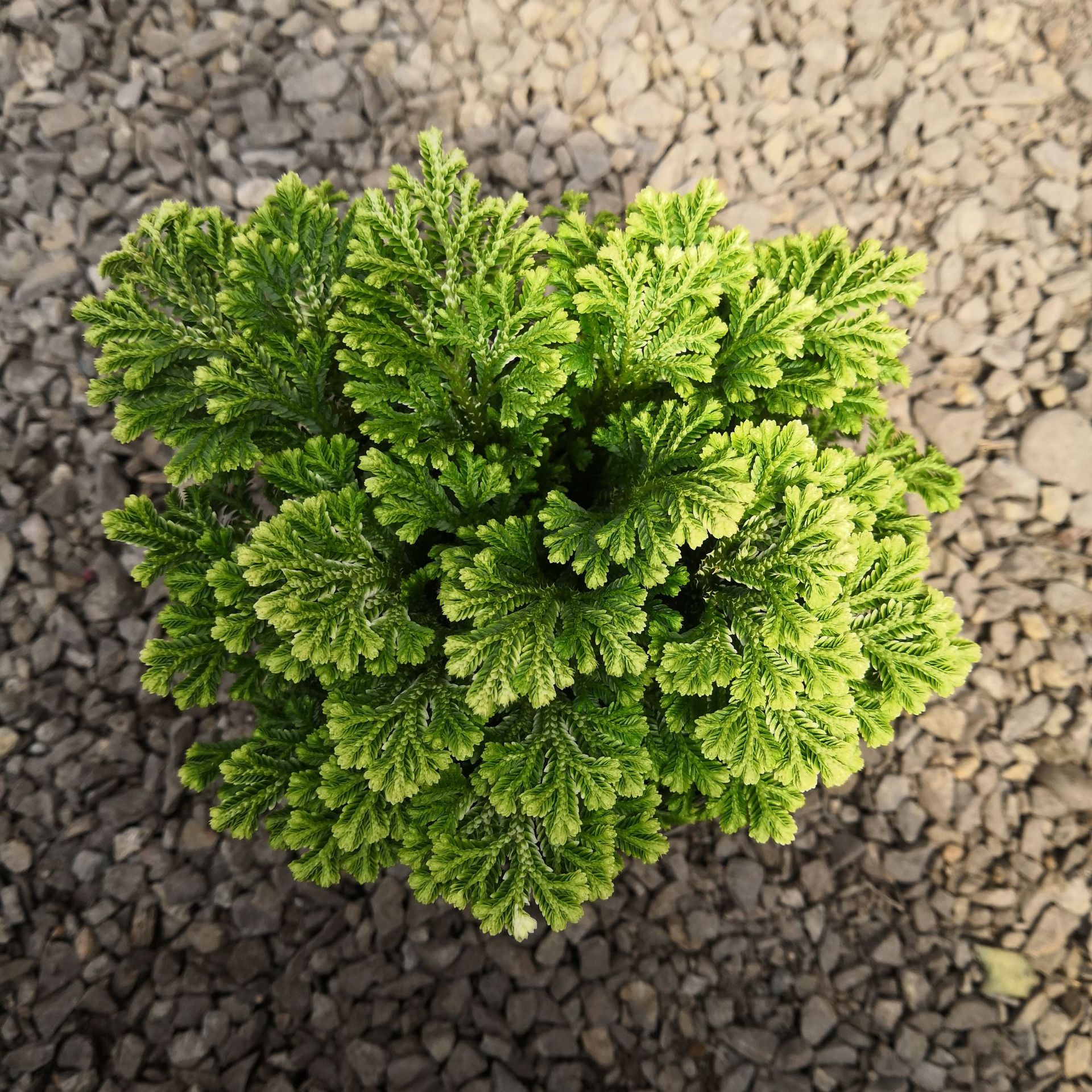 卷柏九死还魂草蕨类盆栽植物 基地大棚 花卉绿植 大量批发优惠
