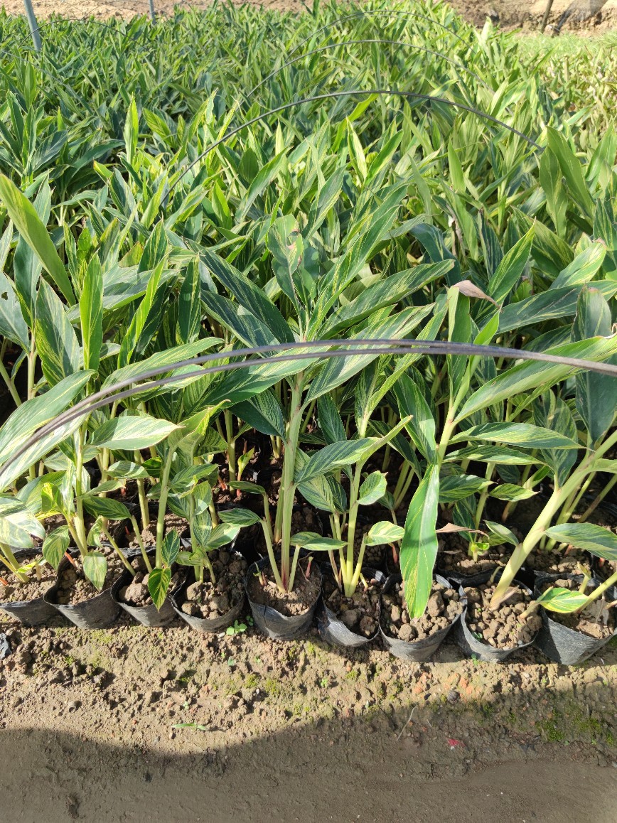 206基地批发 供应 斑叶 花叶良姜 10-50cm高袋苗 营养钵容器苗