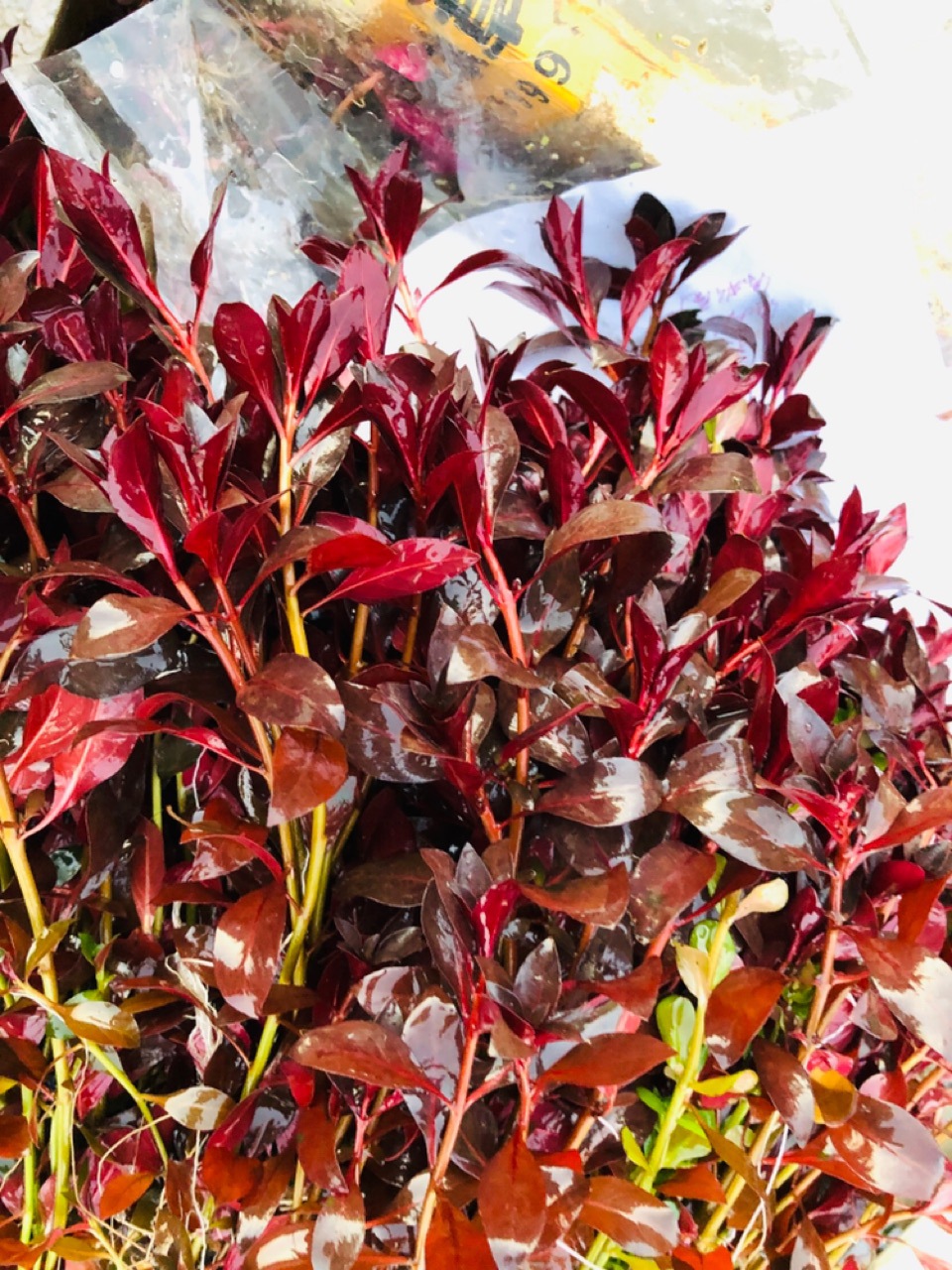 火焰红色造景水草鱼缸