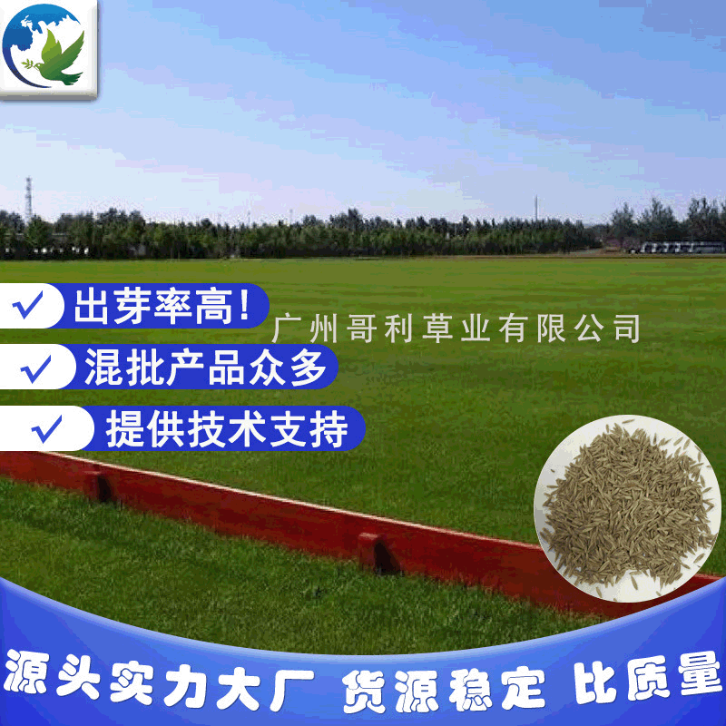 批发厂家直销野牛草草种种子仓库大量现货可混批发芽率高全国发货