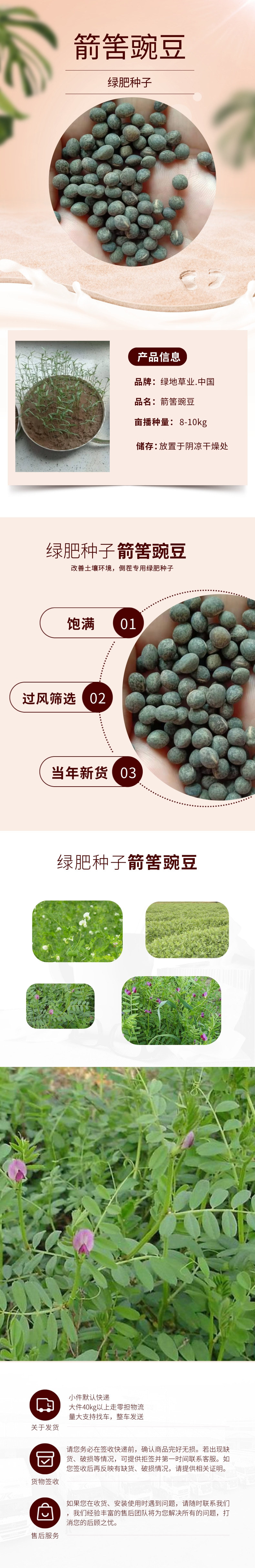 批发供应绿肥种子箭舌豌豆种子 建设豌豆量大批发 箭筈豌豆种子