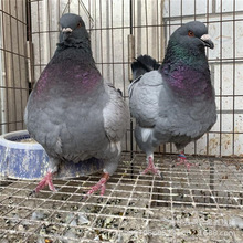 供应红色元宝鸽价格 三个月的青年特大元宝鸽 元宝鸽养殖场