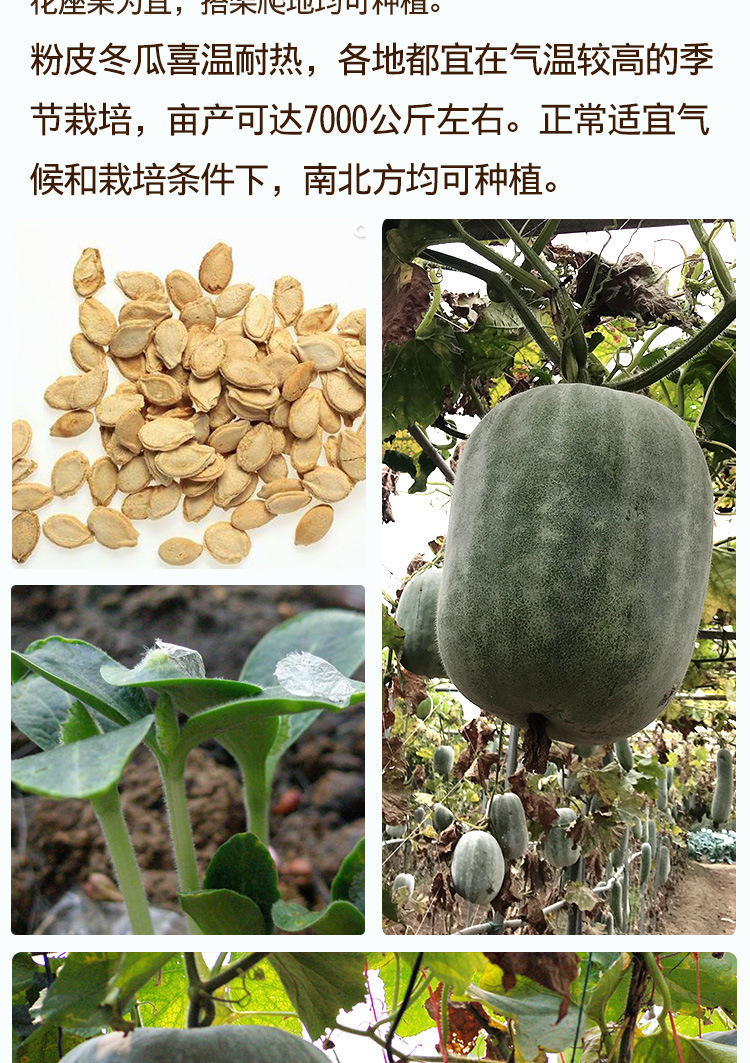 散装粉皮冬瓜种子 农田菜地蔬菜易种植大果冬瓜籽