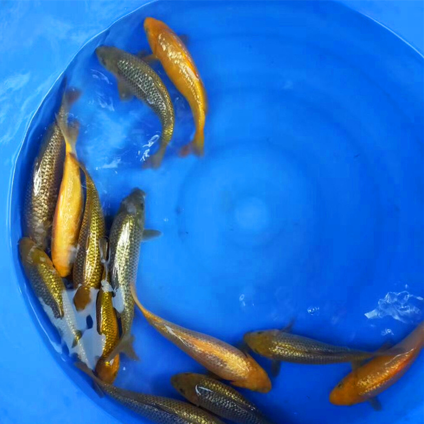 观赏鱼红茶鲤青茶鲤闪鳞茶活体鱼苗活体冷水风水日本锦鲤批发包活