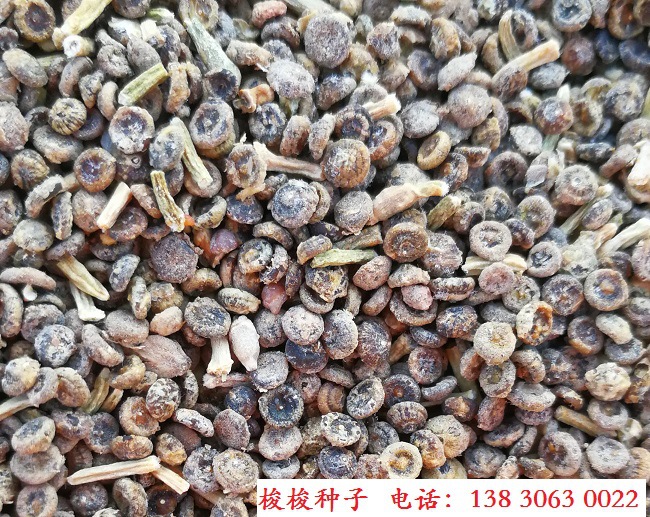 批发梭梭树种子纯新精选梭梭种子苗圃育苗种子