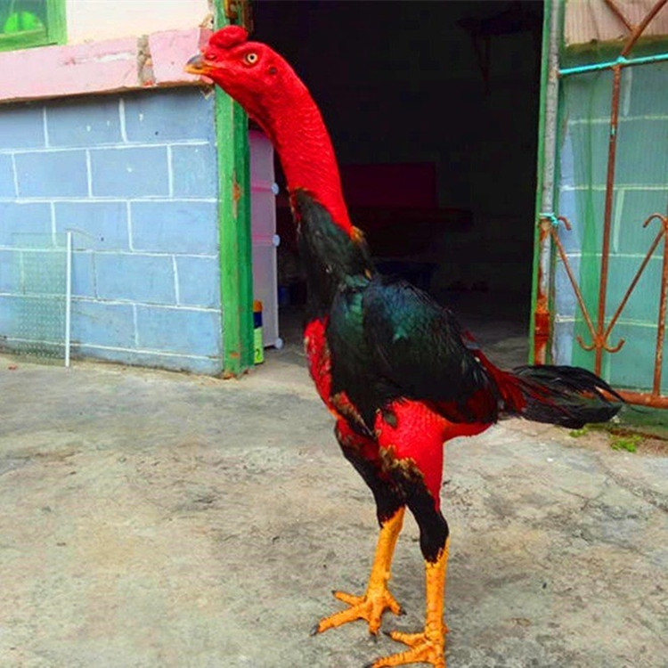 六盘水纯种越南斗鸡苗价格怎样判断斗鸡的腿部力量 纯种越南鬼子