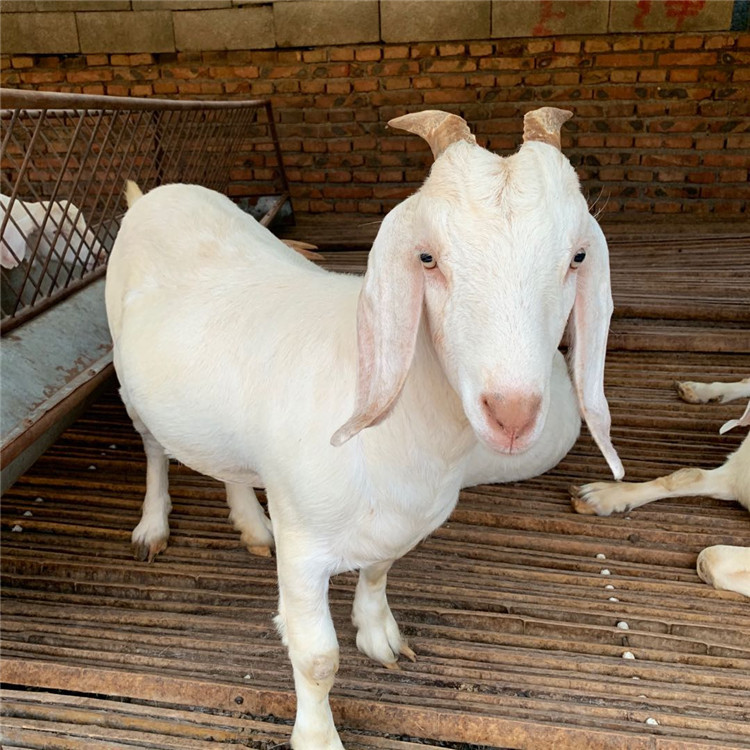 广西能养白山羊吗 肉羊品种美国白山羊养殖场批量供应