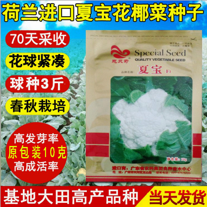 荷兰进口花椰菜种子夏宝耐热菜花种子紧凑菜花白花菜蔬菜种子春秋