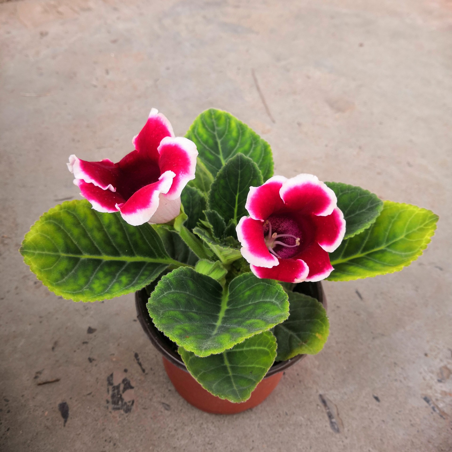 大岩彤芙蓉盆栽植物观花 基地大棚 花卉绿植多肉盆景大量批发优惠