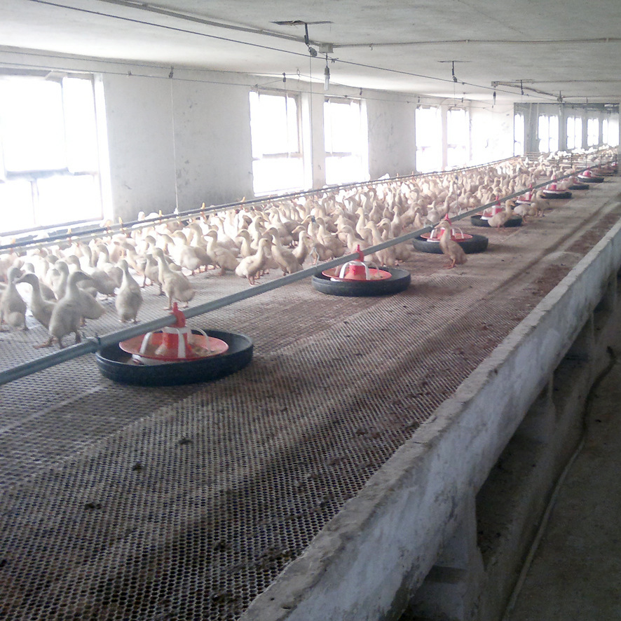 鸭料线养鸭设备养鸭自动供料系统料线鸭料盘料线饮水桶 厂家直供