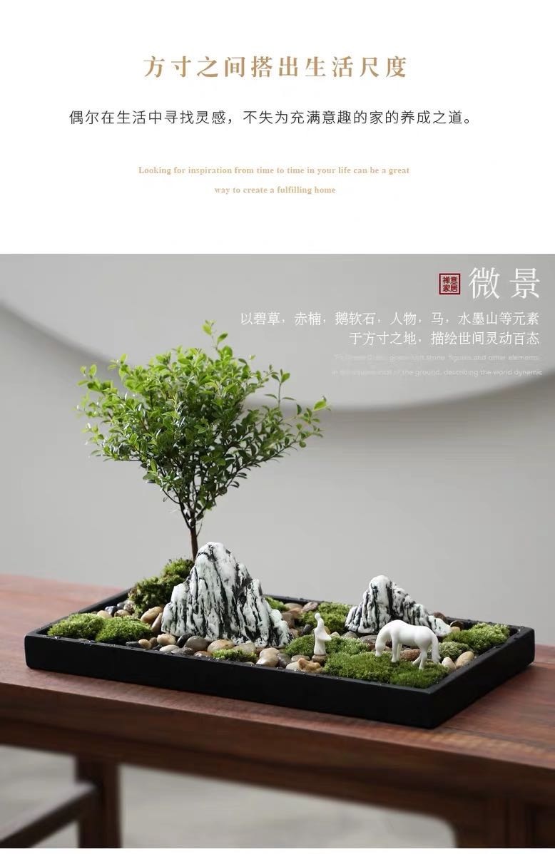 文竹苔藓水培微景观菖蒲盆景绿植乌金石办公室桌面
