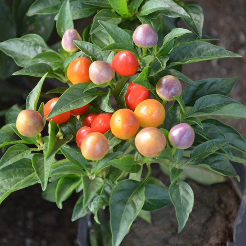 观赏椒种子紫五色五彩观赏椒春秋季四季播阳台盆栽风铃小辣椒种孑