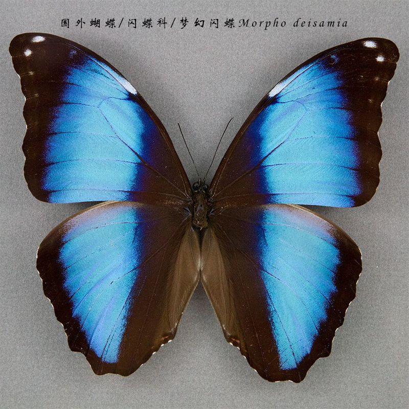 国外蝴蝶/凤蝶科/梦幻闪蝶morpho deisamia