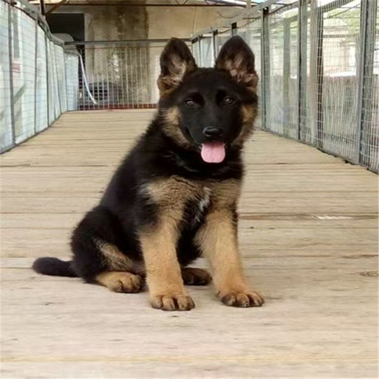 德国牧羊犬出售德国牧羊犬幼犬三针疫苗两次驱虫弓背德牧犬活体幼