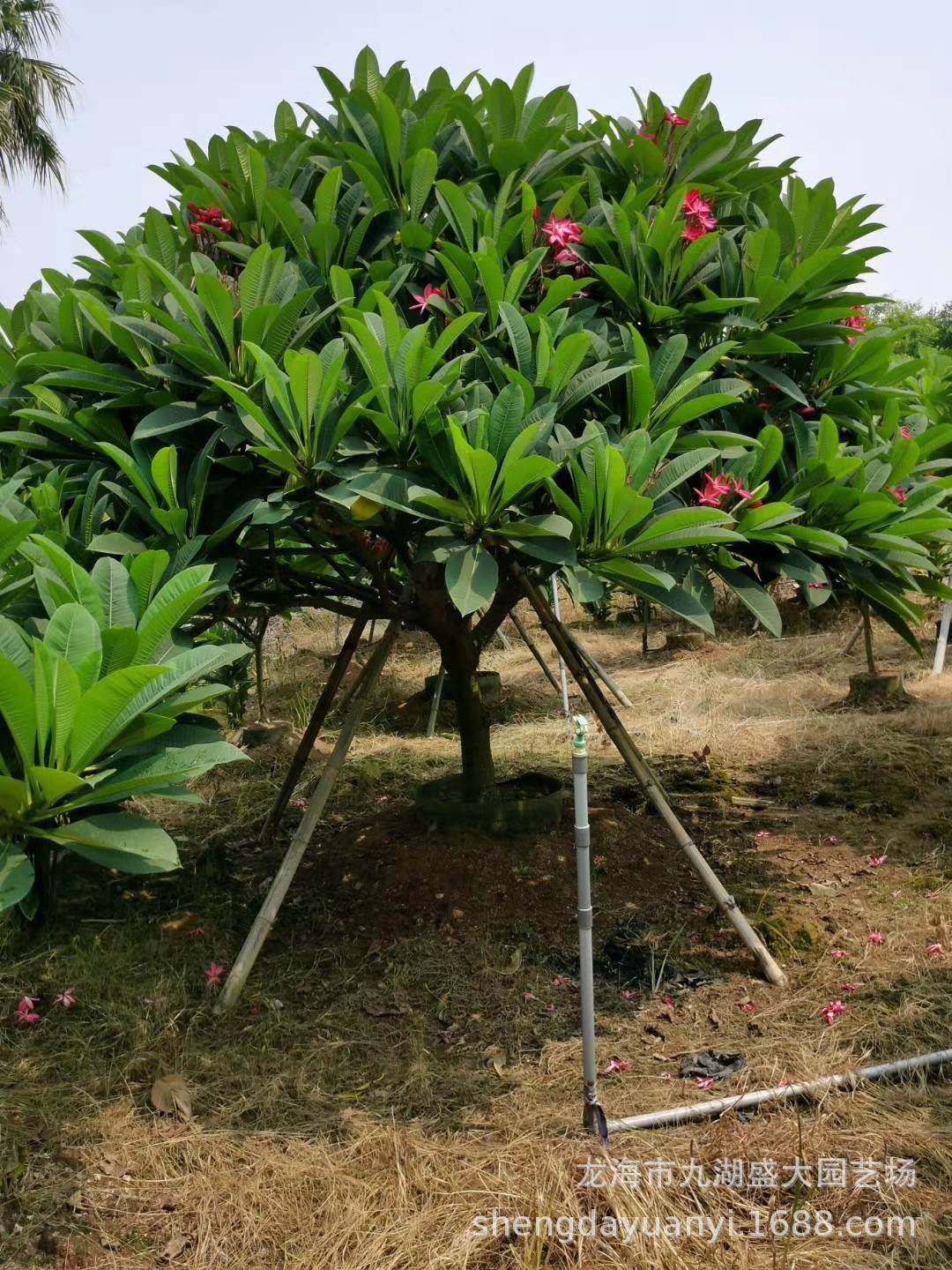 福建铁红鸡蛋花树价格 黄花鸡蛋花批发 粉红鸡蛋花报价移栽鸡蛋花