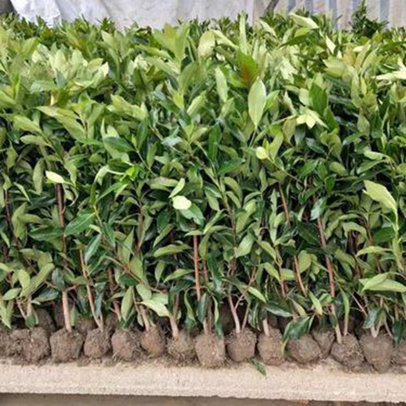 林木种子新采优质法国冬青种子 珊瑚树种子 早禾树种子