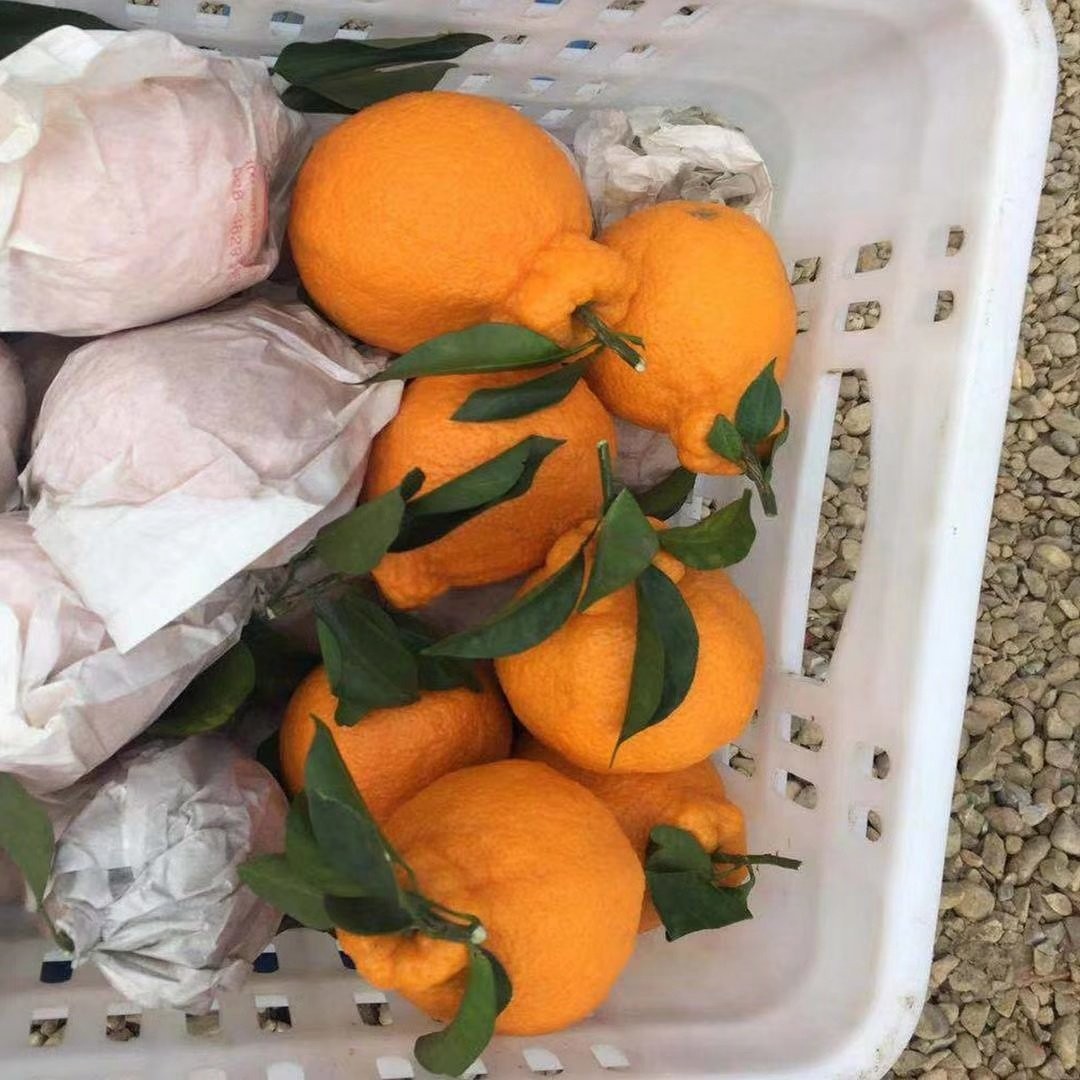 四川丑橘新鲜10斤整箱桔子新鲜水果不知火丑八怪非春见粑粑柑爱媛