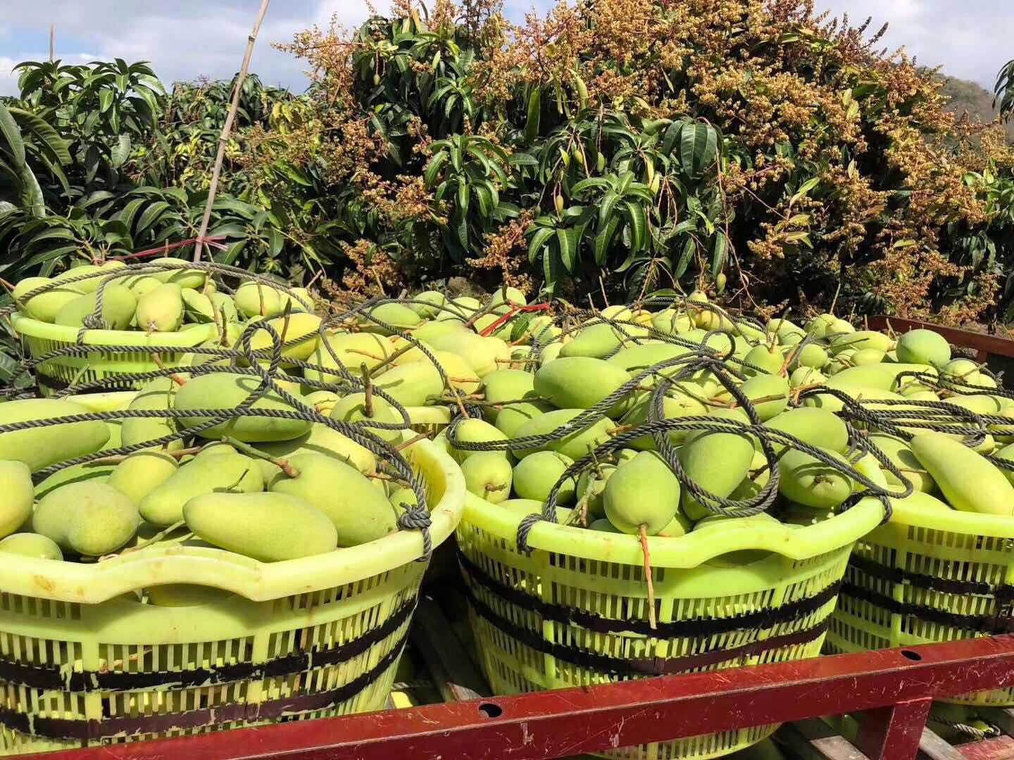 【现货】海南金煌芒 带箱10斤 新鲜水果水仙芒 非大青芒 一件代发