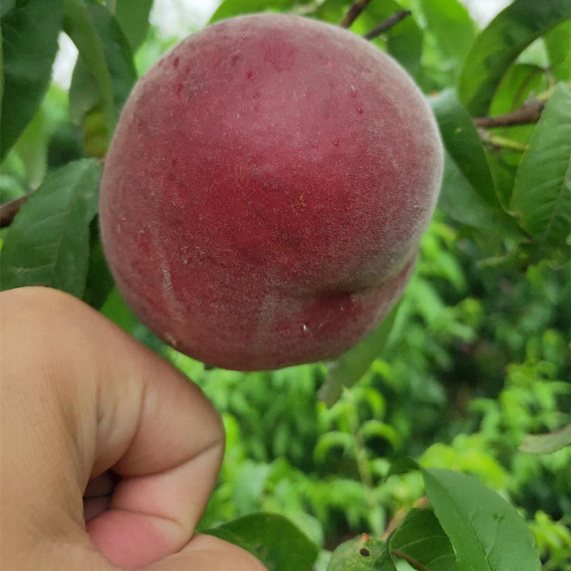 苗圃直销嫁接桃树苗 紫叶冬桃苗 傲雪冬桃苗 十颗起批