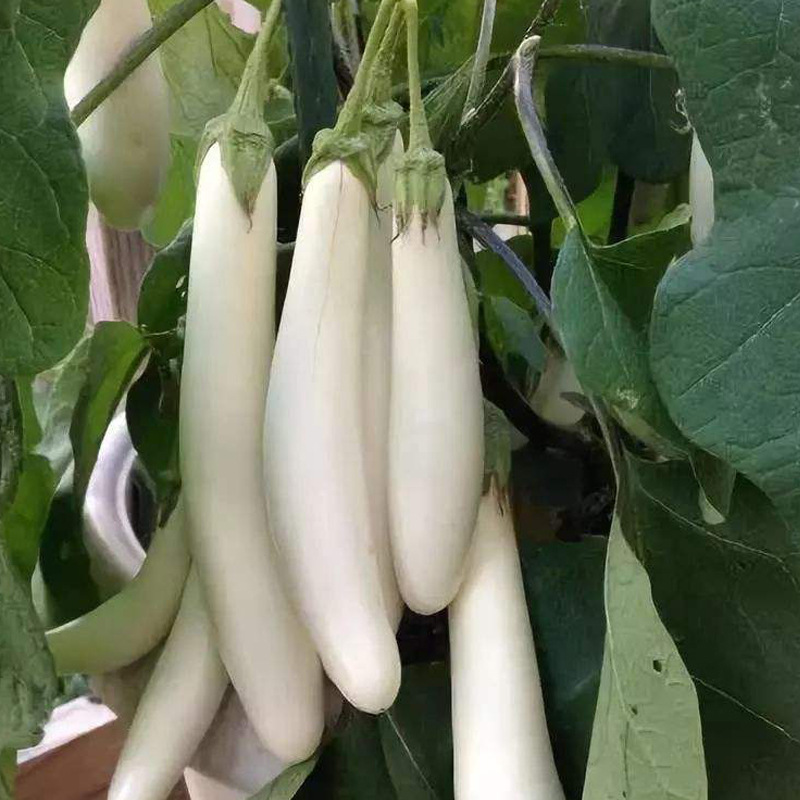 白雪公主白长茄子耐热蔬菜种子水果茄子春秋四季种特色白茄种子籽