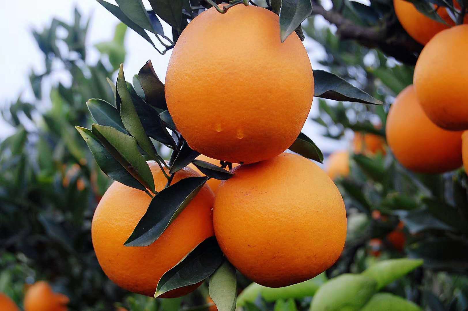 金堂脐橙金堂脐橙金堂脐橙金堂脐橙金堂脐橙金堂脐橙金堂脐橙