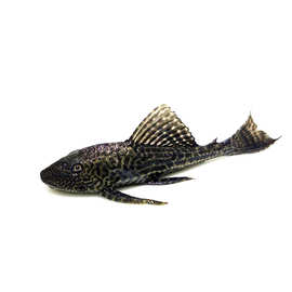 水族清道夫活体异形底层鱼吃垃圾清洁鱼缸除藻观赏鱼淡水特价批发