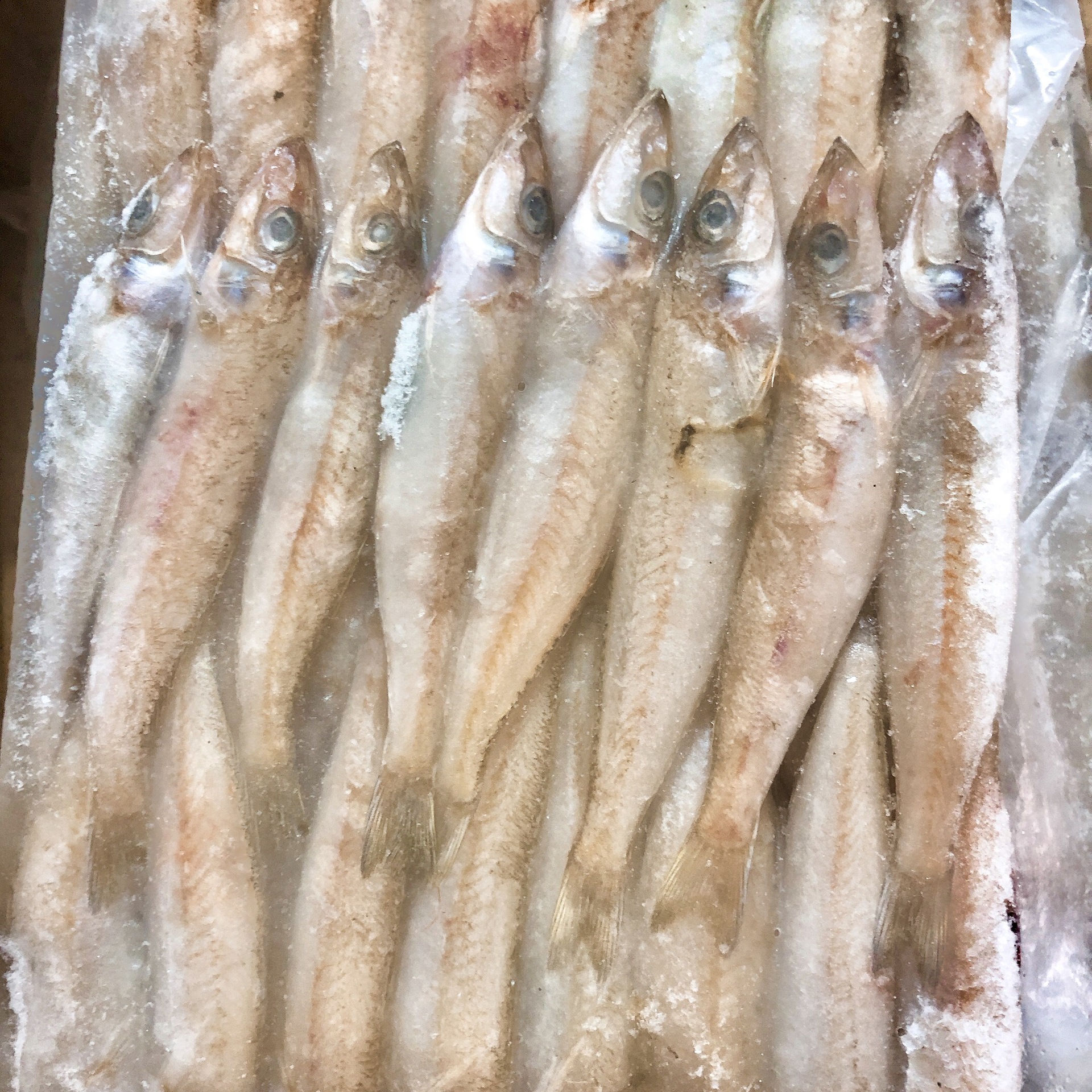 沙丁鱼沙尖鱼 梭子鱼 海梭鱼 冷冻海鱼海鲜水产30-40 20斤/件